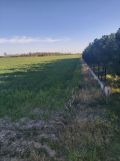 Działka rolno-budowlana Jeżówka. Zdjęcie 3