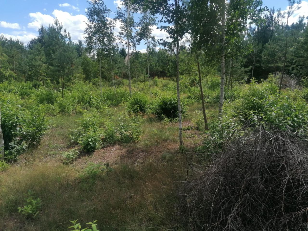 Działka budowlana Klwatka Królewska Figielów. Zdjęcie 4