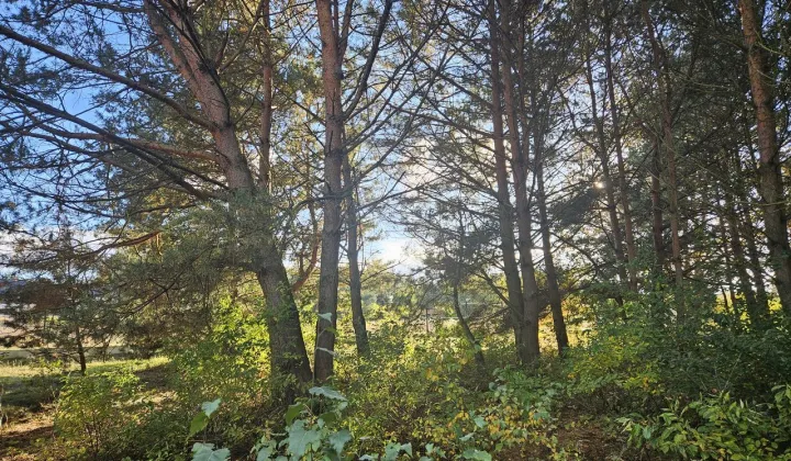 Działka budowlana Bechcice-Wieś