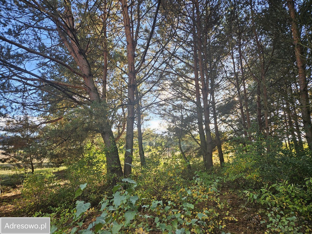 Działka budowlana Bechcice-Wieś