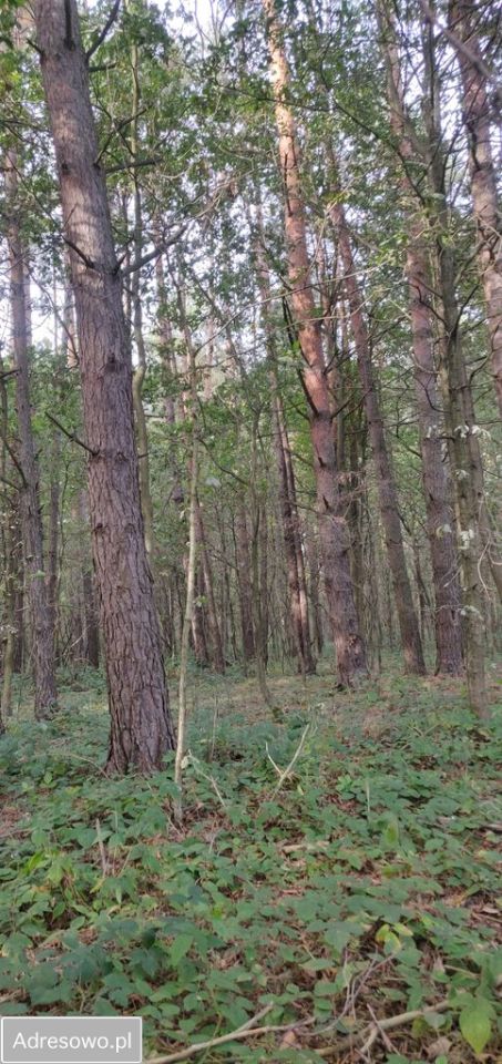 Działka leśna Biszcza. Zdjęcie 6