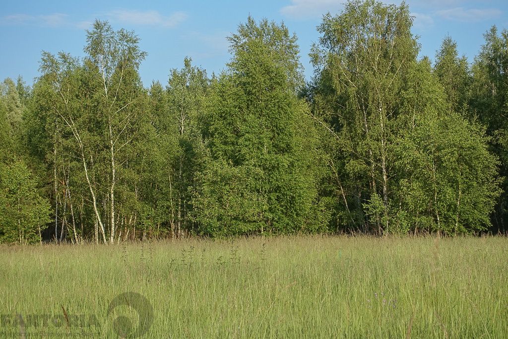 Działka budowlana Grzepnica. Zdjęcie 9