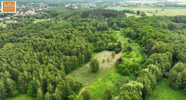 Działka leśna Borzęcin. Zdjęcie 10