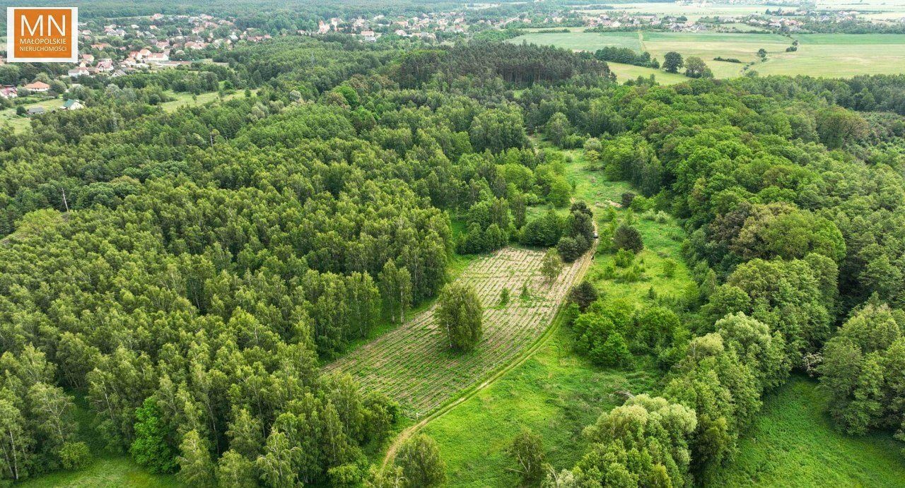 Działka leśna Borzęcin. Zdjęcie 10