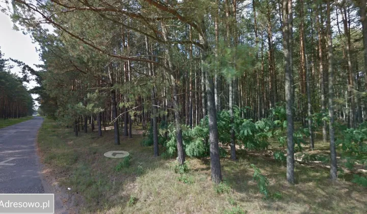 Działka leśna Osieczna