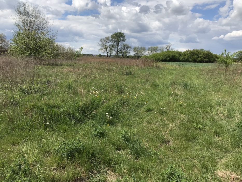 Działka rolna Czarnowo. Zdjęcie 3