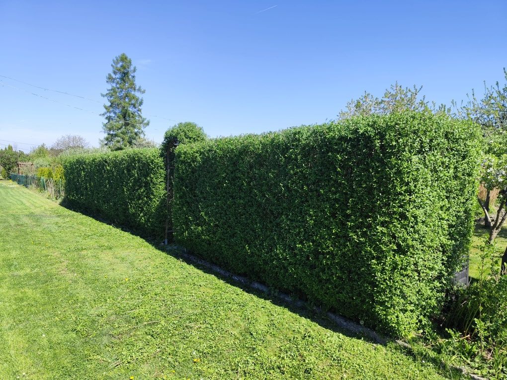 Działka rod Bielsko-Biała. Zdjęcie 2