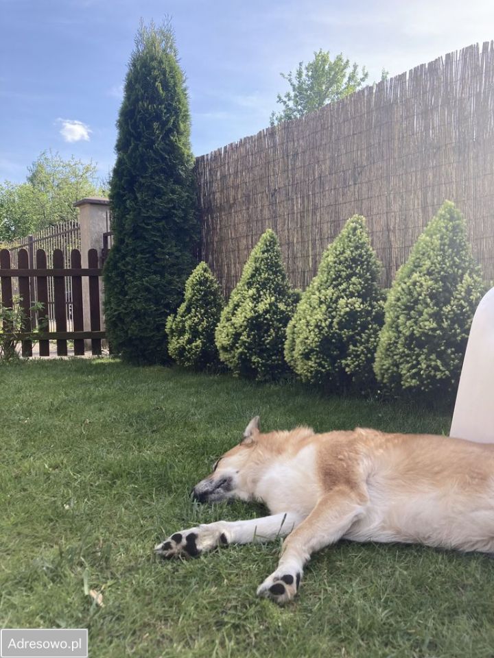 Mieszkanie 4-pokojowe Mińsk Mazowiecki. Zdjęcie 7