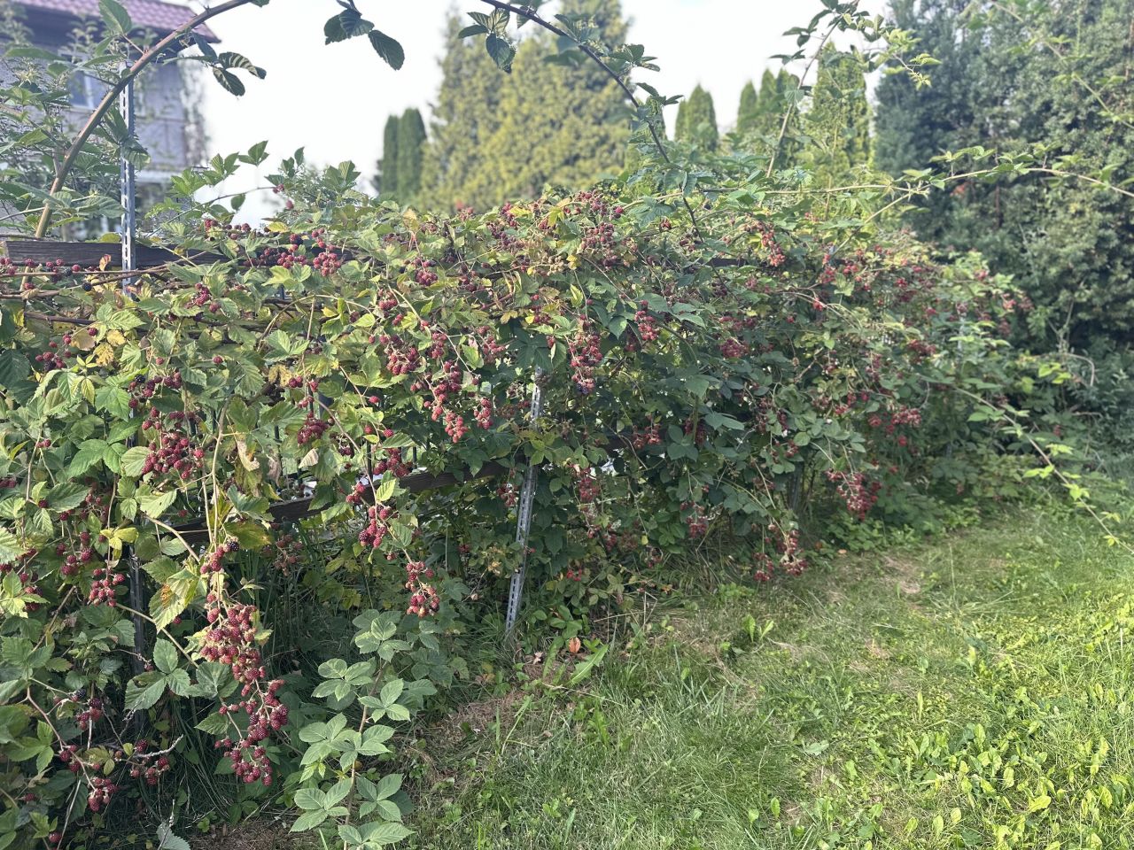 Działka rod Brodła Działki, ul. Działkowców. Zdjęcie 7