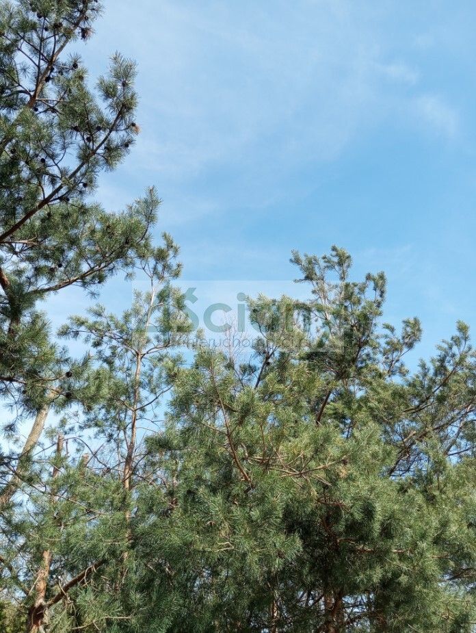 Działka budowlana Brok. Zdjęcie 5