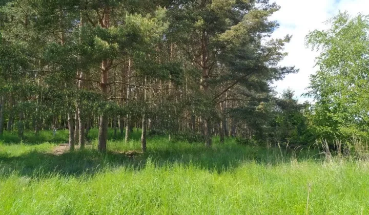 Działka leśna Ostrówce