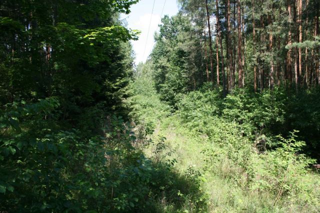Działka leśna Nowy Zyzdrój. Zdjęcie 1