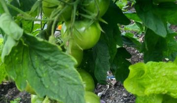 Działka rod Szczecinek