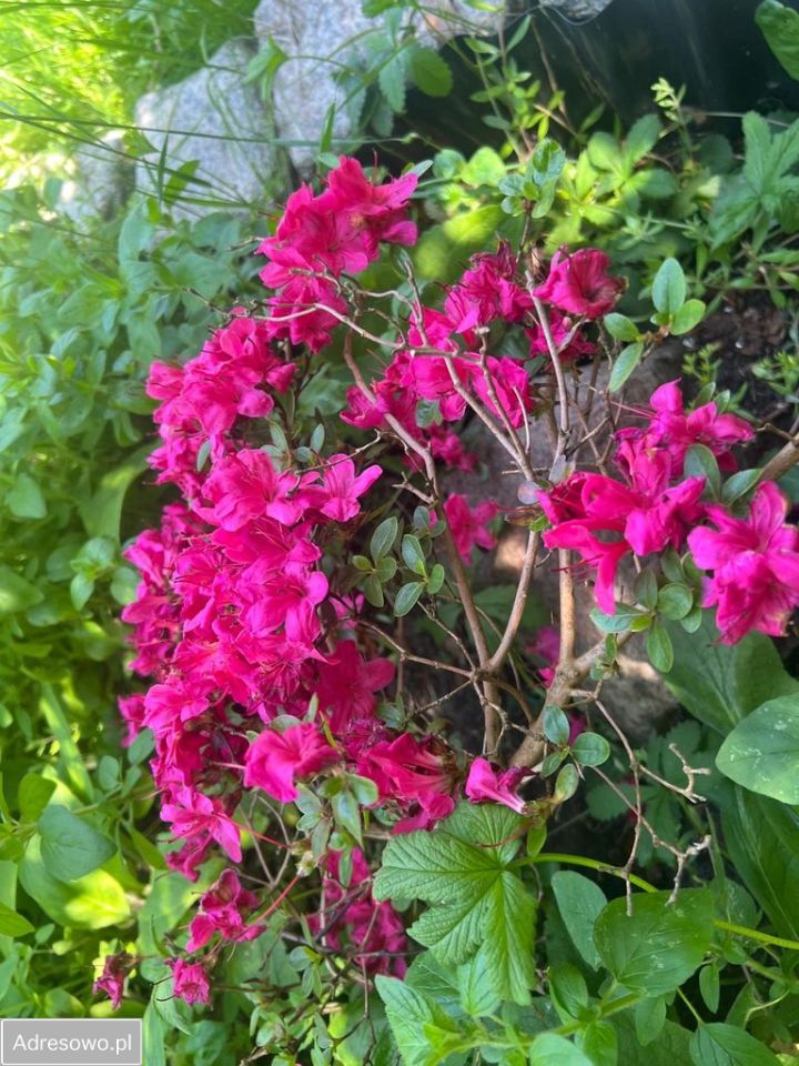 Działka inna Warnołęka. Zdjęcie 17