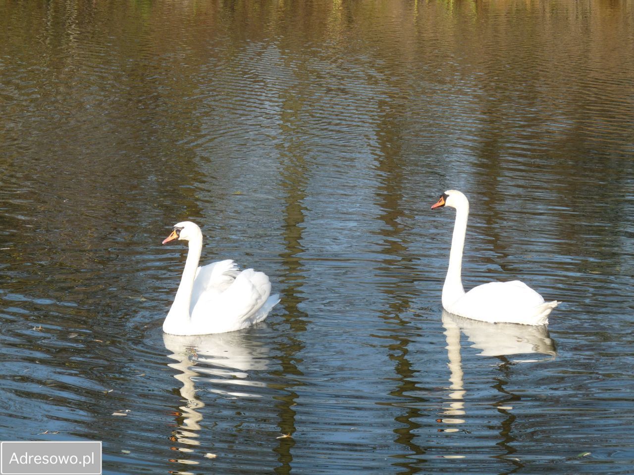 siedlisko, 6 pokoi Gadki. Zdjęcie 18
