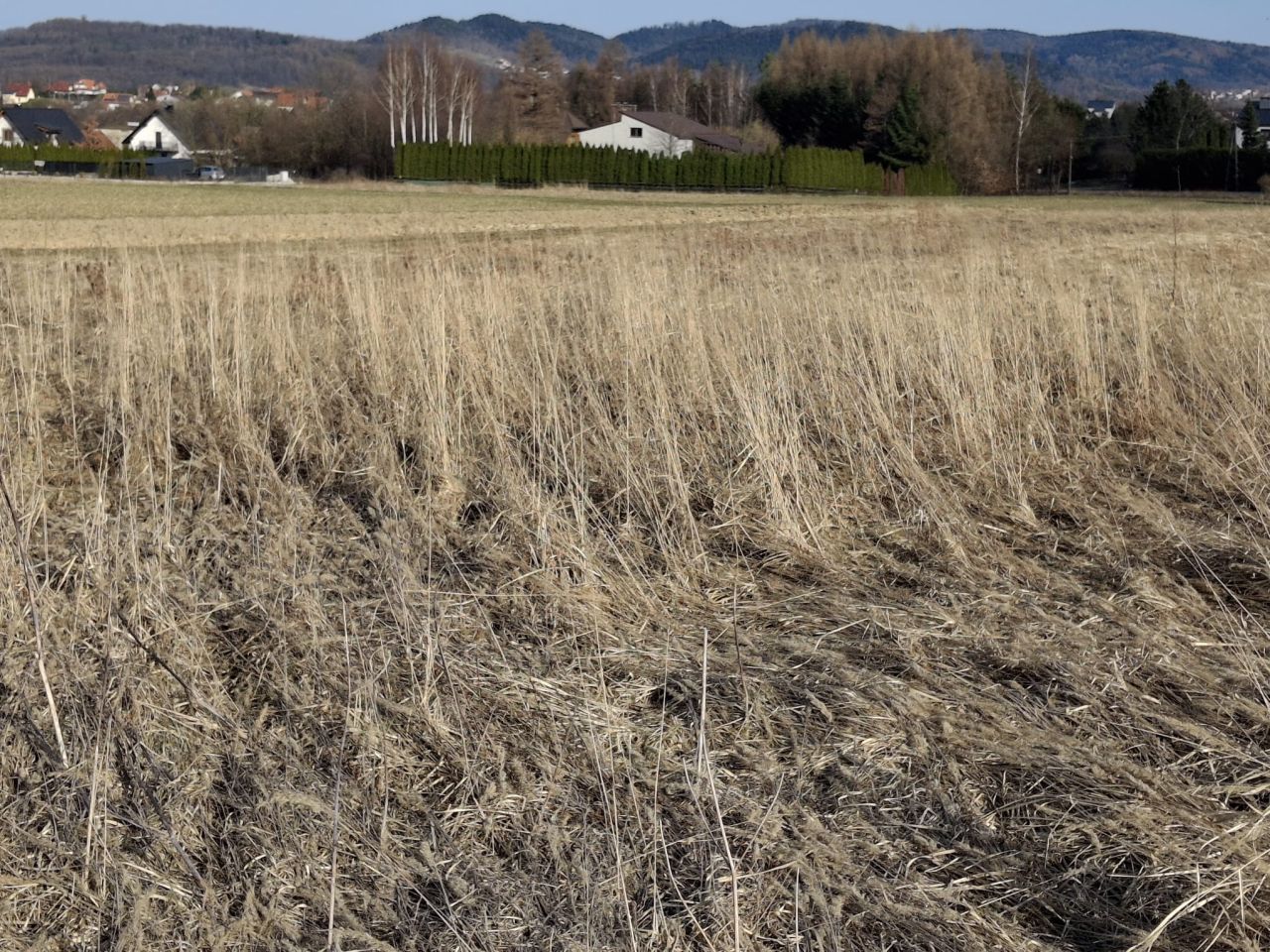 Działka budowlana Roczyny, ul. Lawendowa. Zdjęcie 5