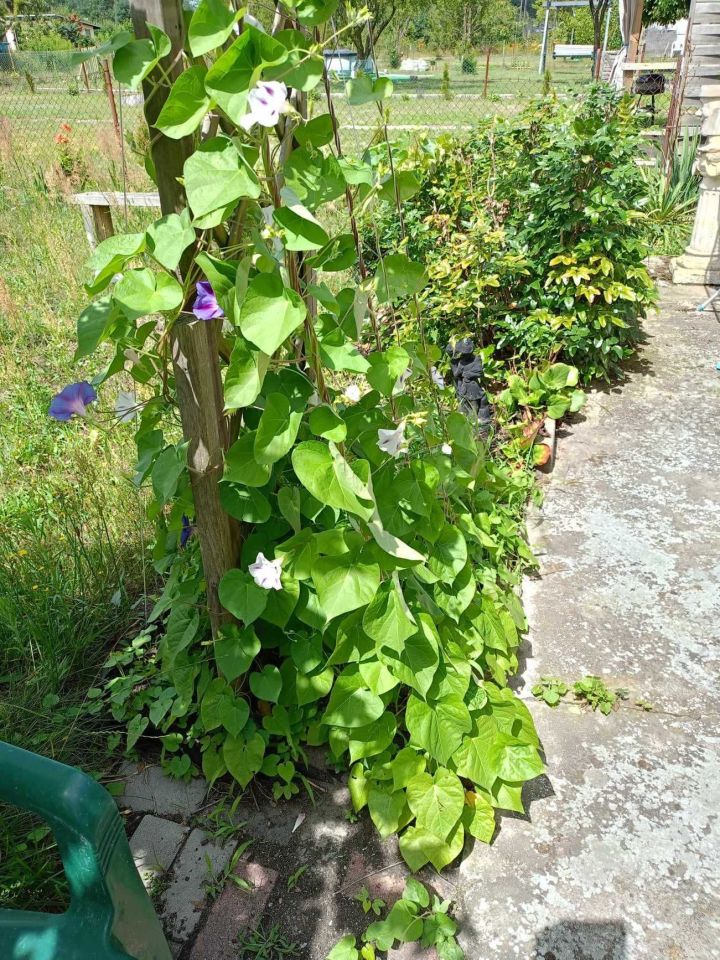 Działka rod Zielona Góra Przylep. Zdjęcie 7