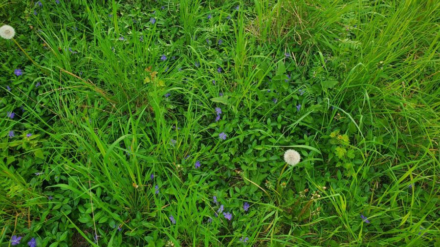 Działka rod Gdańsk. Zdjęcie 11