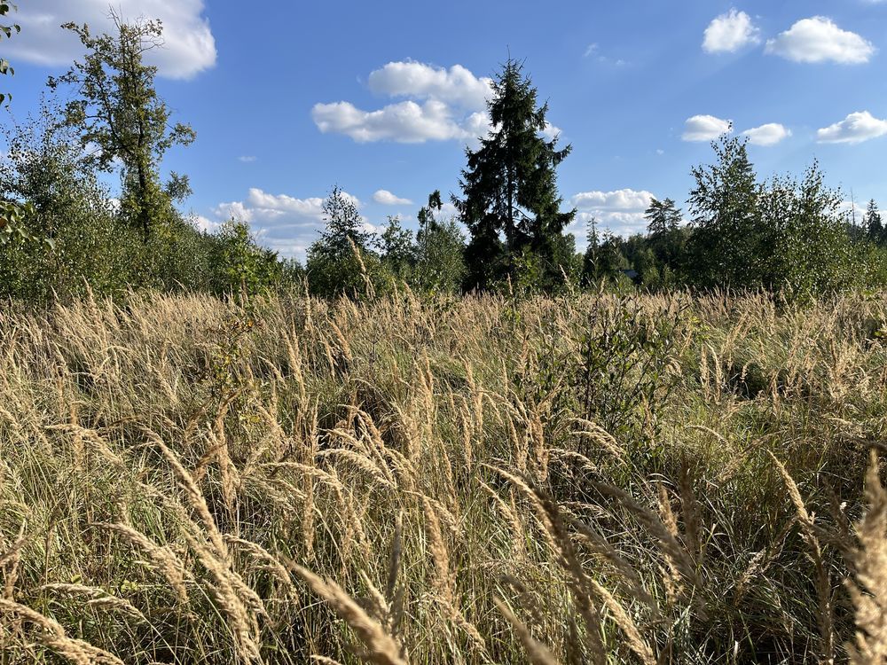 Działka leśna Smolugi. Zdjęcie 6