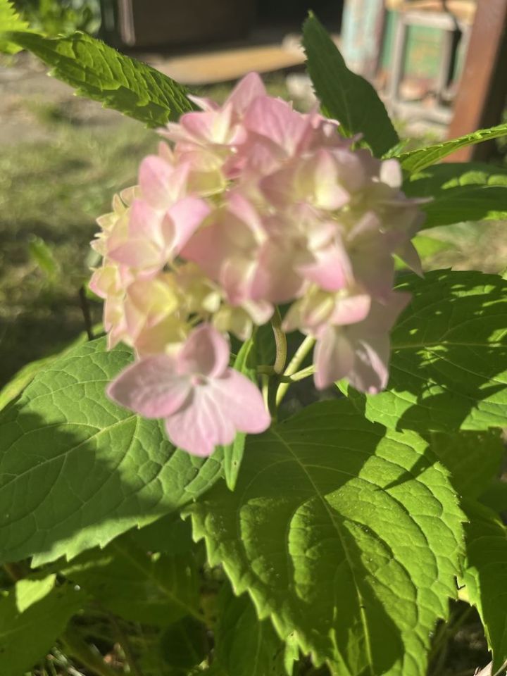 Działka rod Zamość, ul. Czesława Miłosza. Zdjęcie 4