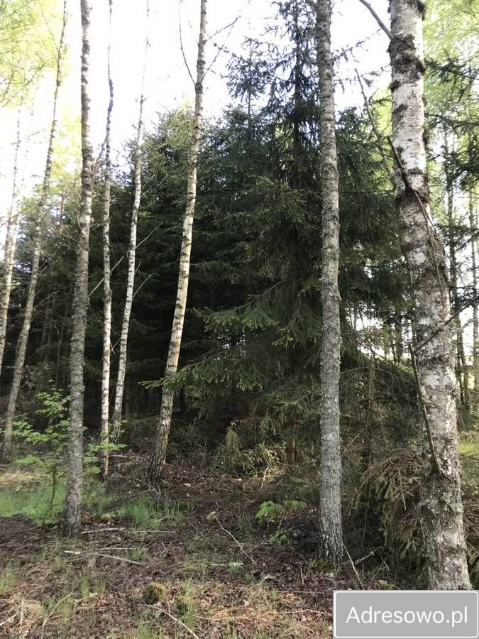 Działka leśna Werpol. Zdjęcie 8