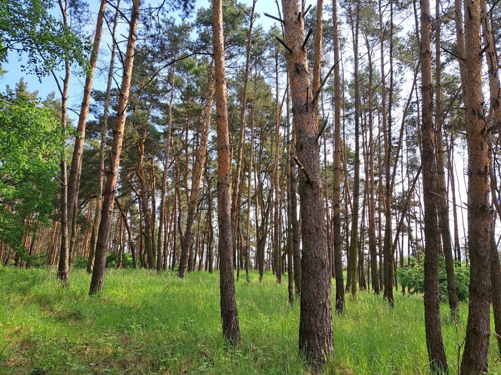 Działka leśna Laski. Zdjęcie 3