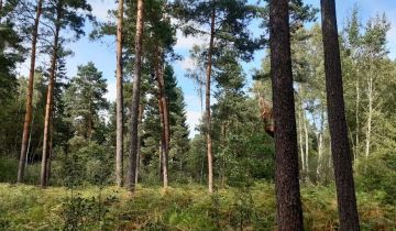 Działka leśna Andrzejówka