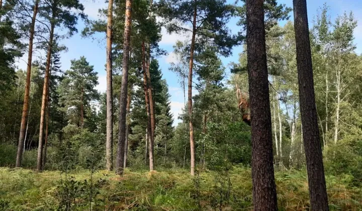 Działka leśna Andrzejówka