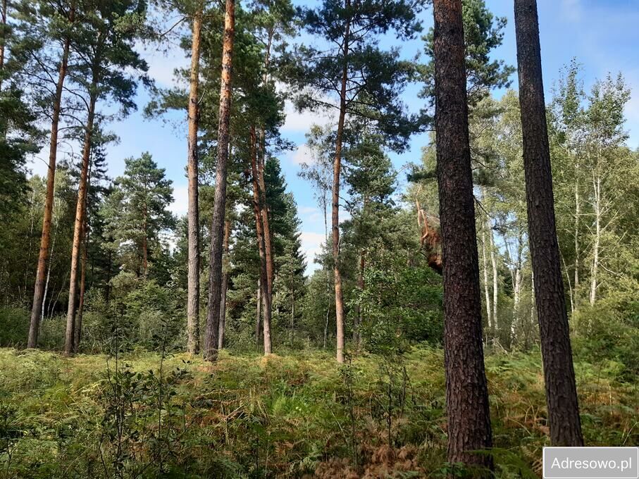 Działka leśna Andrzejówka