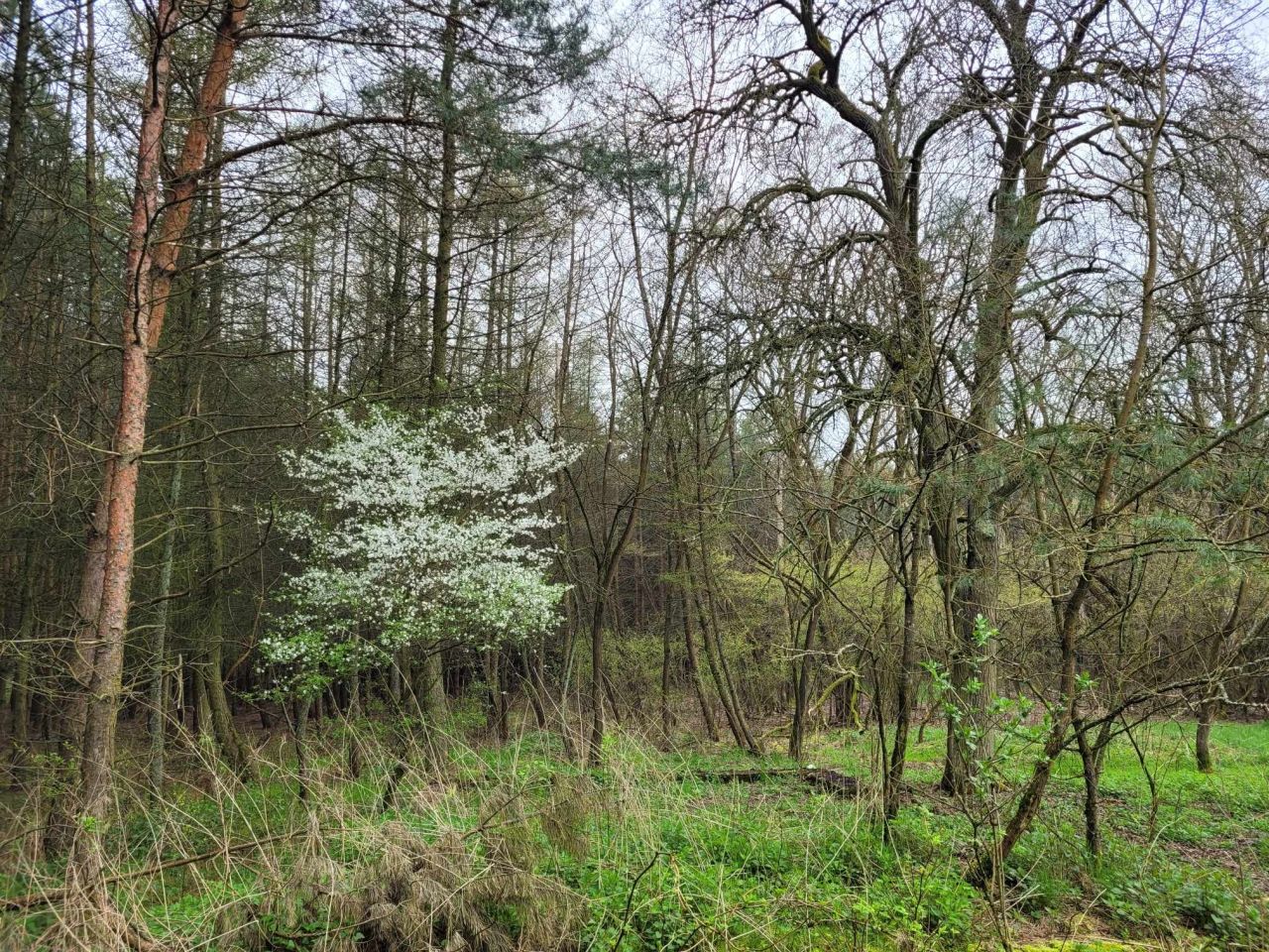 Działka rolno-budowlana Dąbrowa. Zdjęcie 3