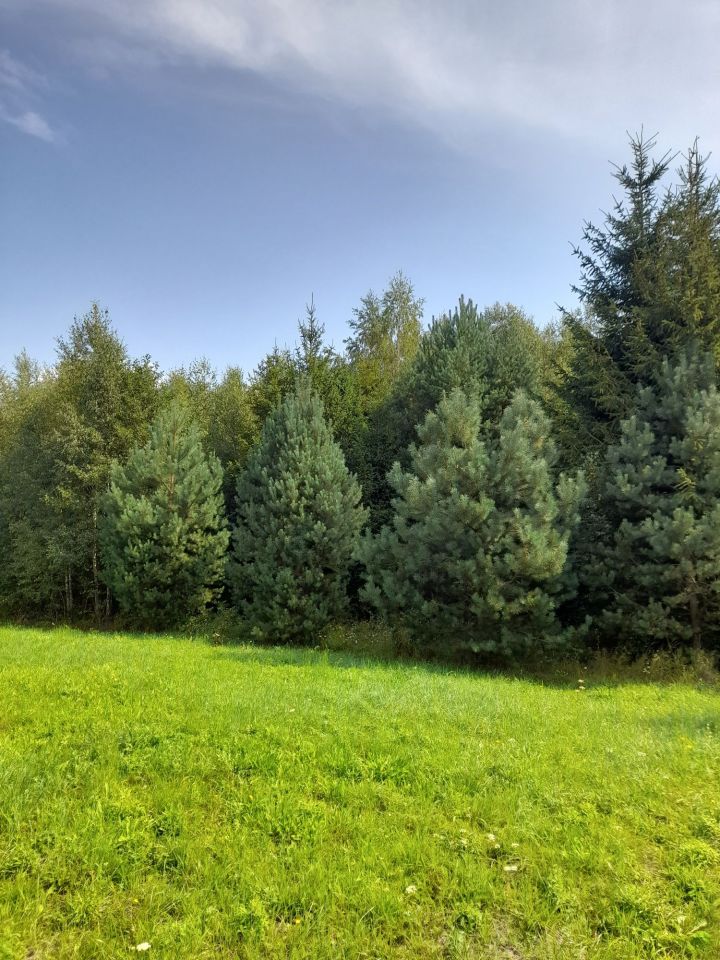 Działka leśna Łubno