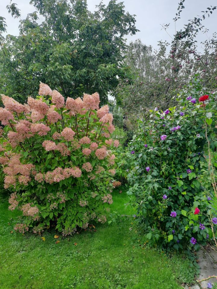 Działka rod Zalewo, ul. Kilińskiego. Zdjęcie 4