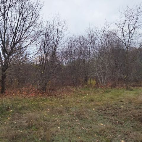 Działka rolno-budowlana Warszawa Wawer, ul. Mirtowa. Zdjęcie 1