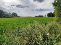 Działka siedliskowa Zielnowo. Zdjęcie 3