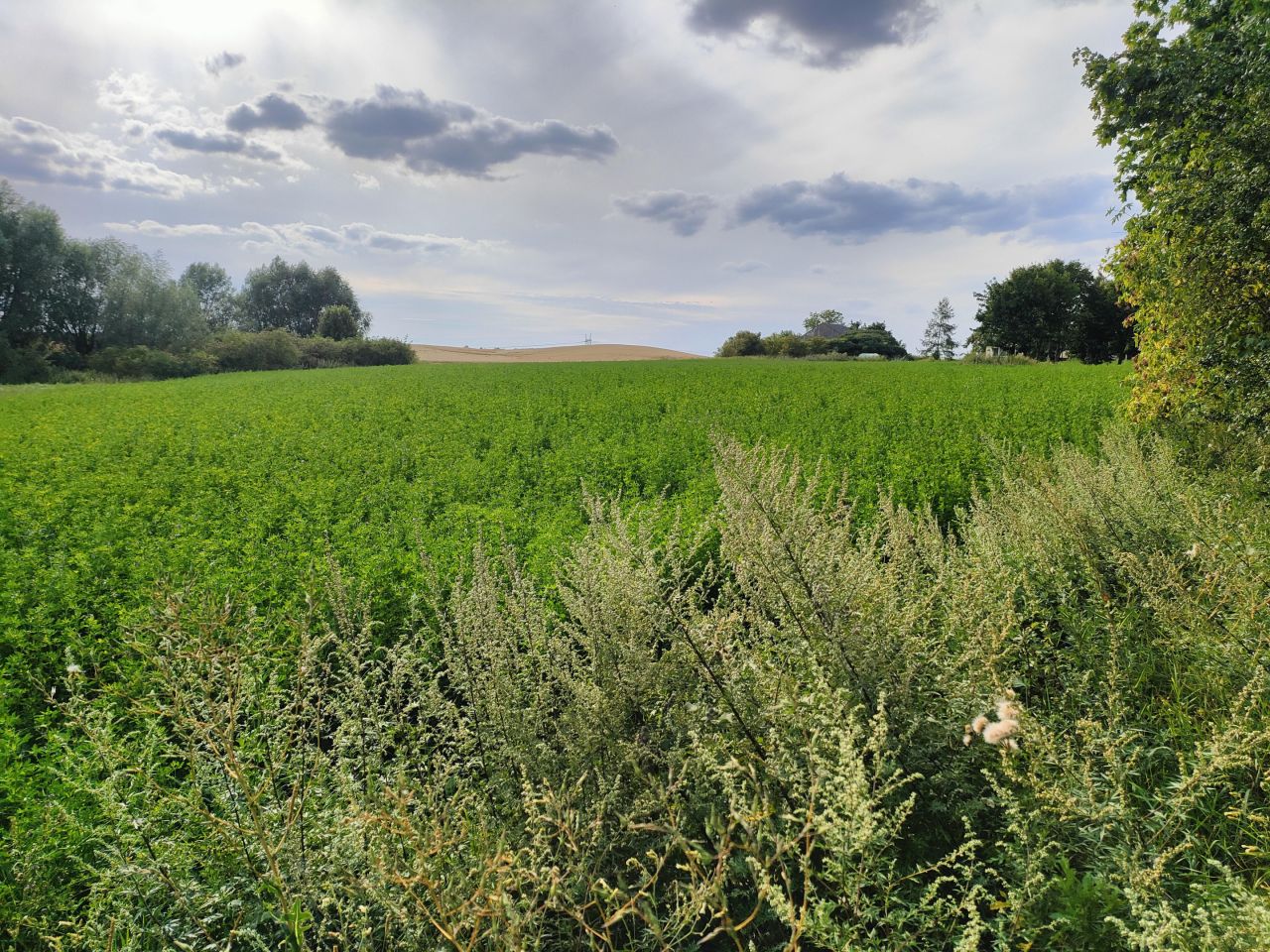 Działka siedliskowa Zielnowo. Zdjęcie 4