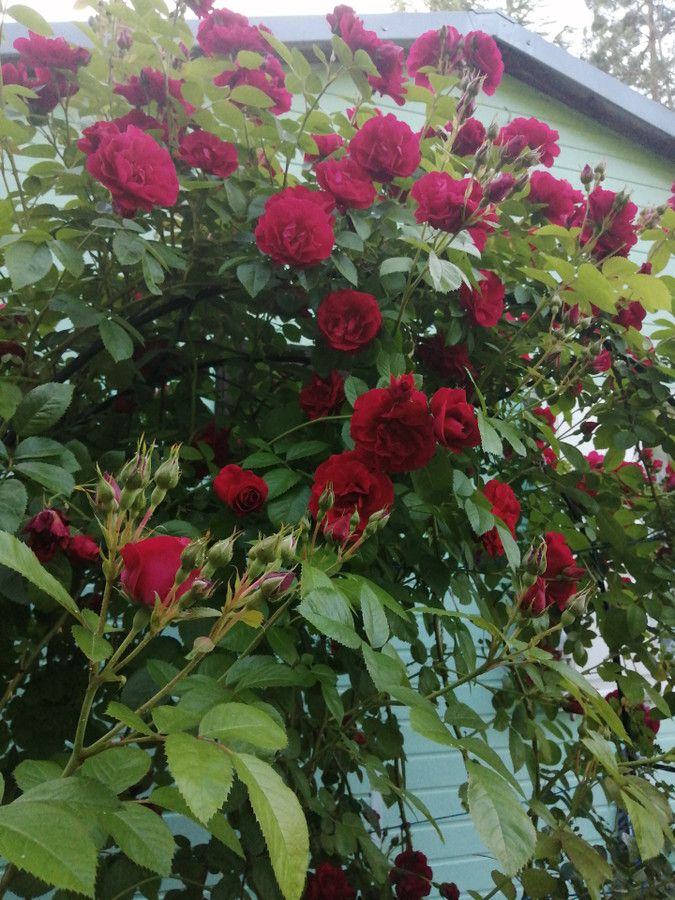 Działka rekreacyjna Czarnowiec. Zdjęcie 7