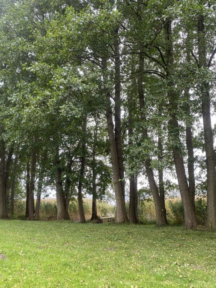 Działka rolno-budowlana Ługowo. Zdjęcie 7