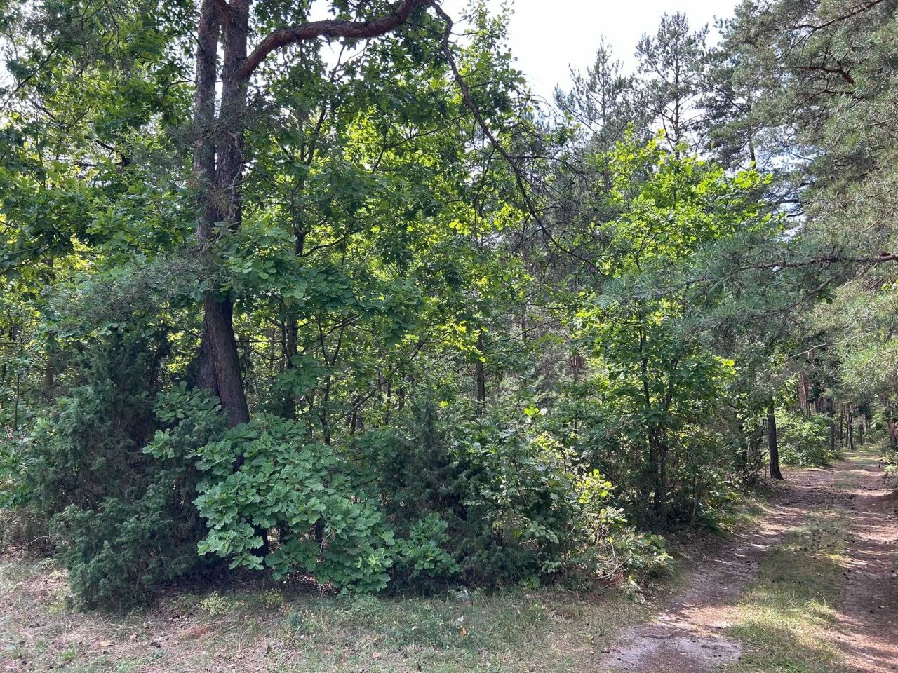 Działka leśna Liw. Zdjęcie 4