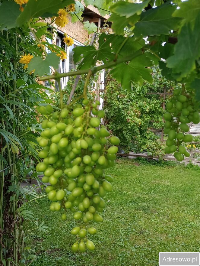 Działka budowlana Piława Górna, ul. Stefana Okrzei. Zdjęcie 10