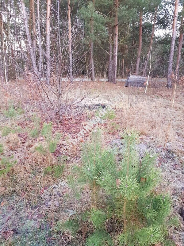 Działka budowlana Jesionka. Zdjęcie 9