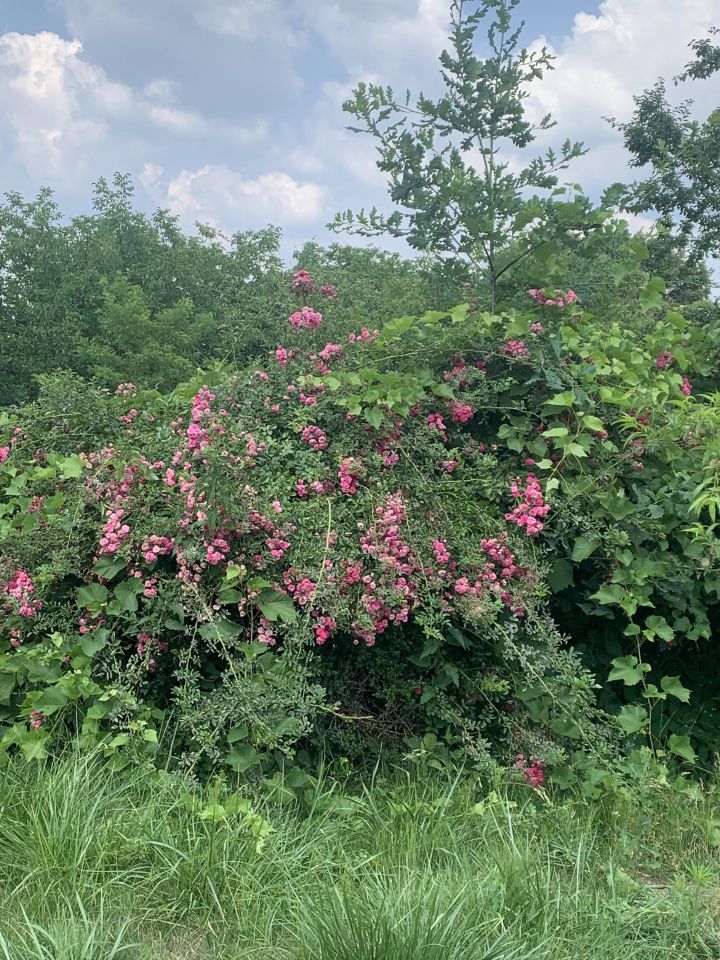 Działka rolno-budowlana Jarosław Dolnoleżajskie, ul. Kruhel Pełkiński. Zdjęcie 2