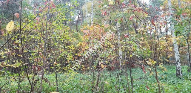 Działka budowlana Siestrzeń. Zdjęcie 4