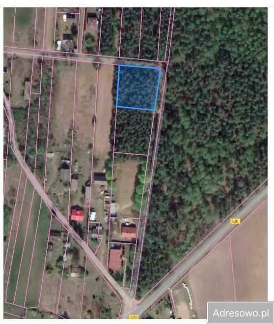 Działka leśna Szczawin. Zdjęcie 7