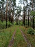 Działka leśna Żerniki. Zdjęcie 4