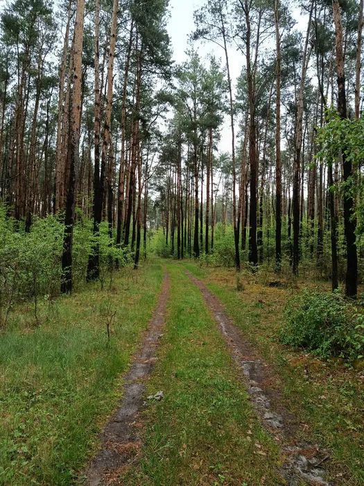 Działka leśna Żerniki. Zdjęcie 5