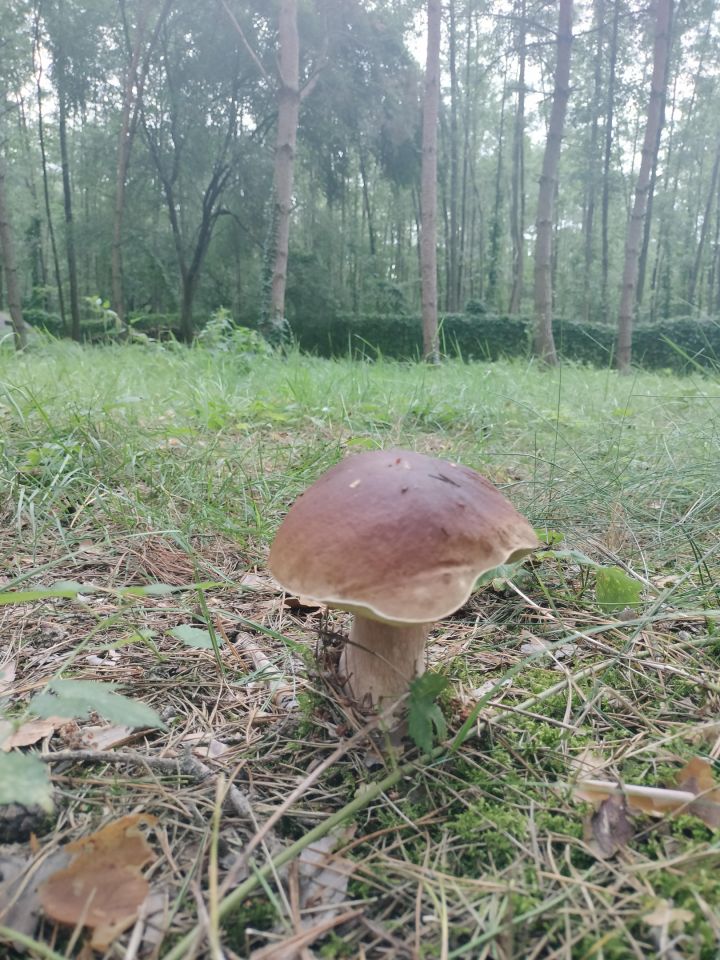 Działka budowlana Chomiąża Szlachecka. Zdjęcie 9