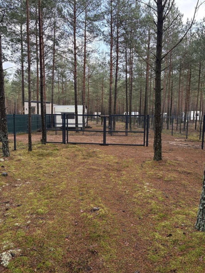 Działka leśna Borsk. Zdjęcie 6