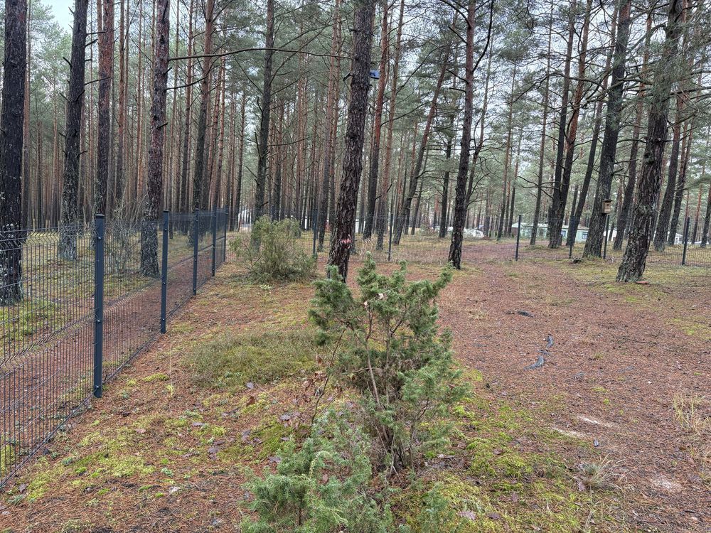 Działka leśna Borsk. Zdjęcie 2