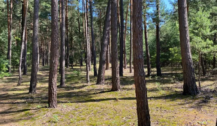 Działka leśna Kamionka Średnia