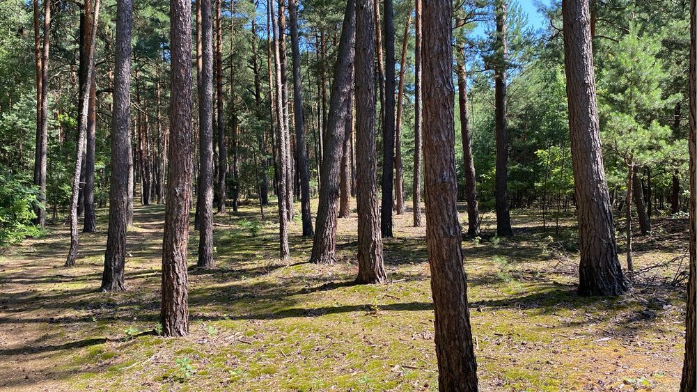 Działka leśna Kamionka Średnia. Zdjęcie 1